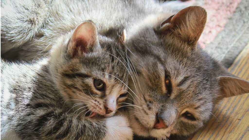 How to Introduce a Kitten to an Adult Cat