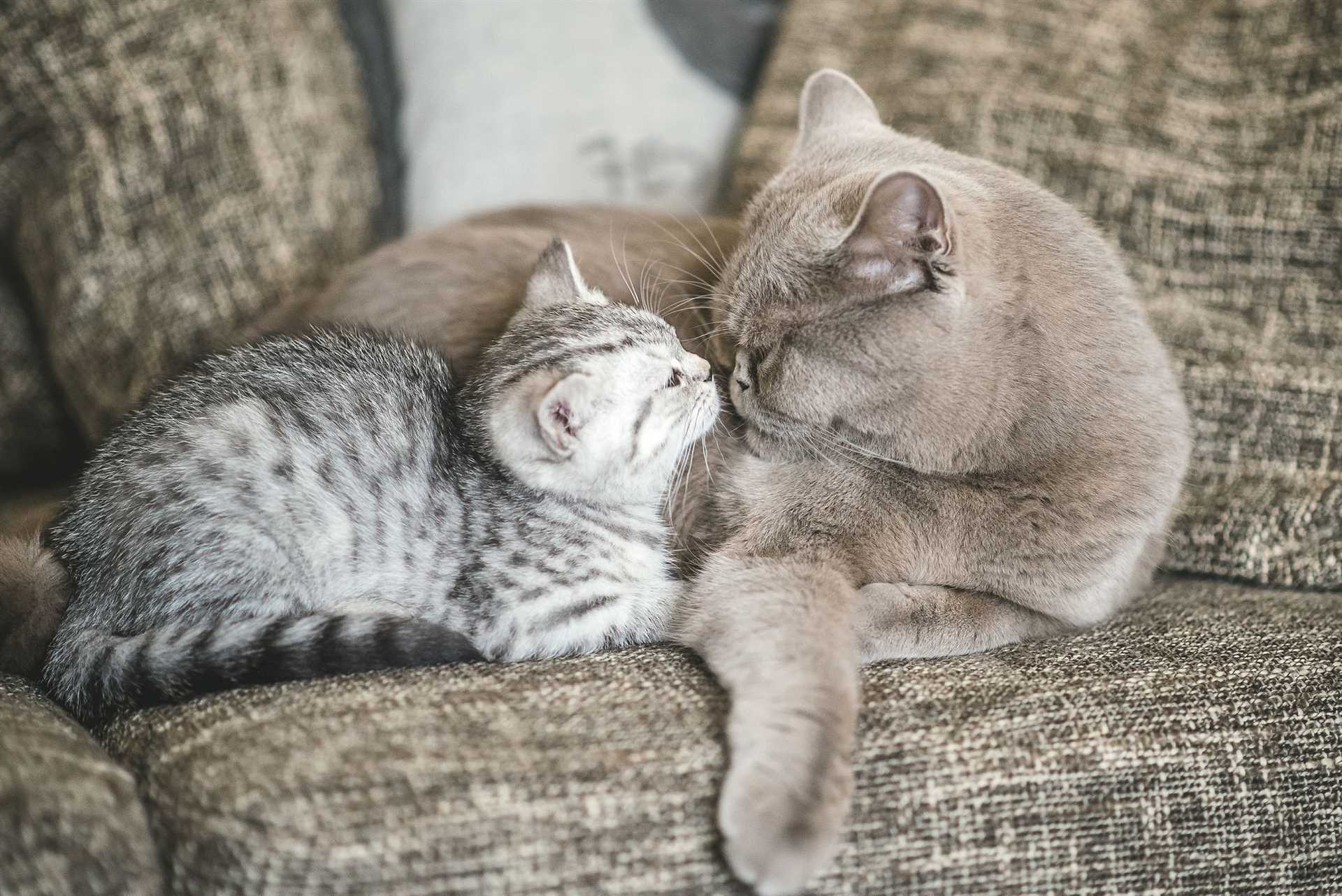 Signs of Positive Interactions Between Mature Felines and Younglings
