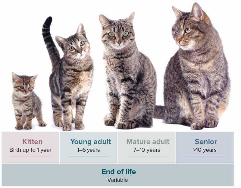 Understanding Cat Social Behavior