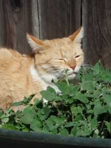 Alternatives for felines that dislike catnip
