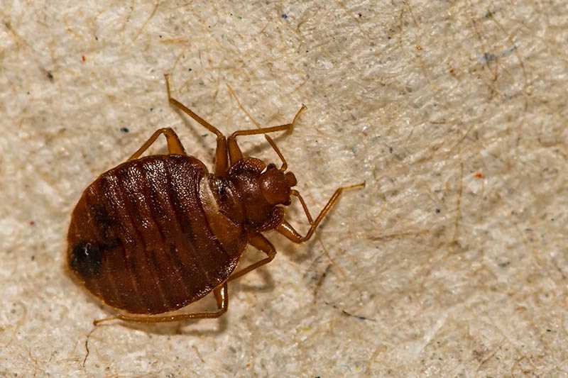 Common Misconceptions About Pests and Pets
