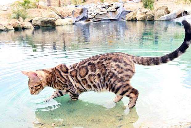 Understanding Bengal Cats' Natural Instincts