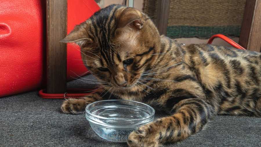 Hydration and Comfort