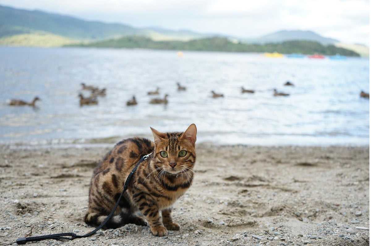 How to Introduce Water to Your Bengal Cat