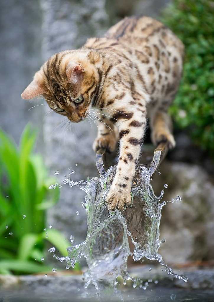 Do Bengal Cats Enjoy Water?