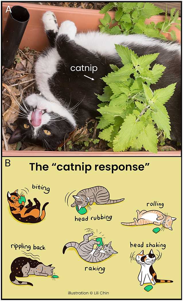 Behavioral Reactions of Large Felines to Catnip