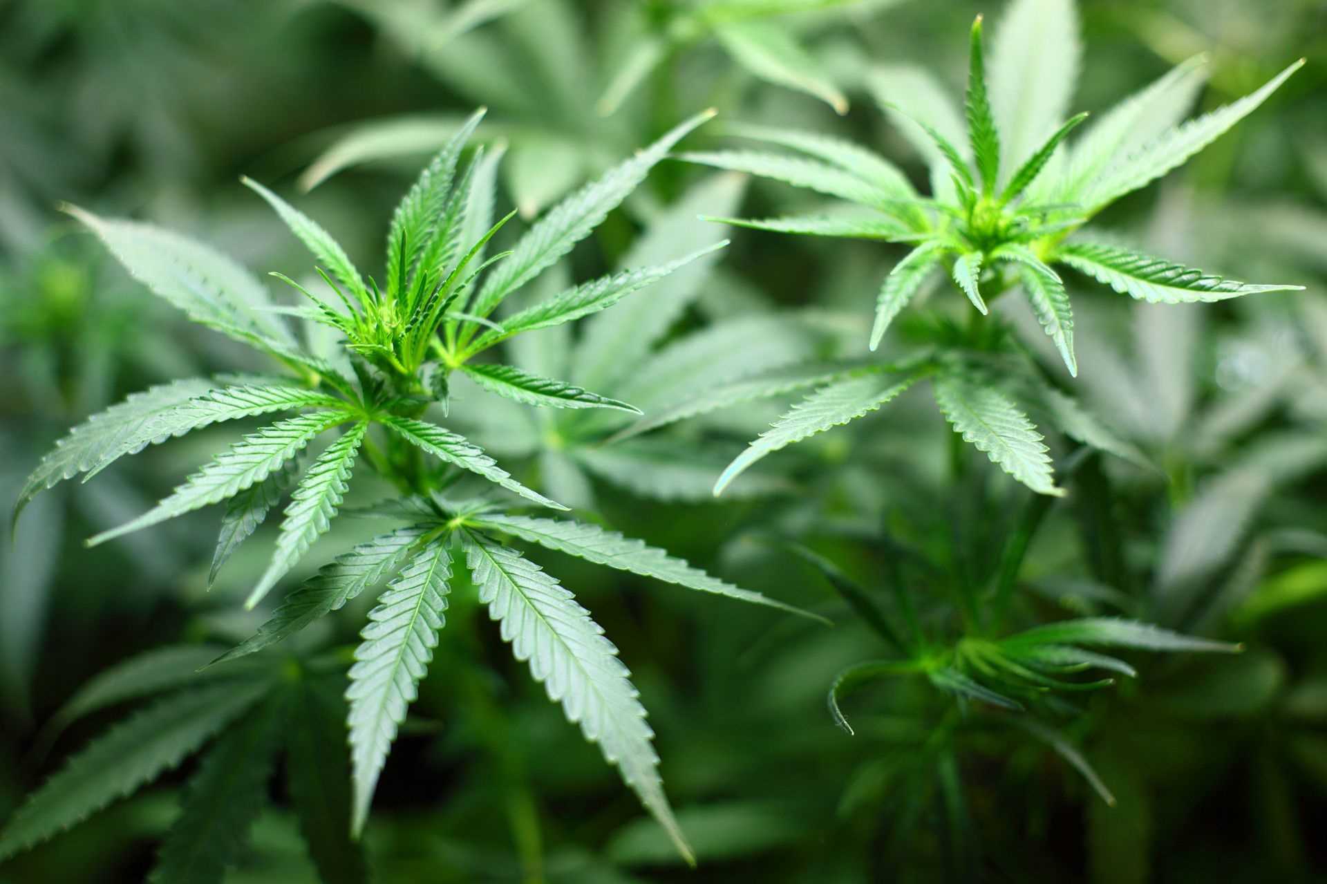 Risks of Exposing Felines to Cannabis Smoke