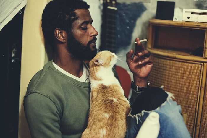 Alternatives to Cannabis for Cat Relaxation