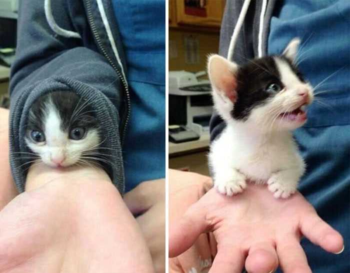 Do Cats Act Like Their Owners