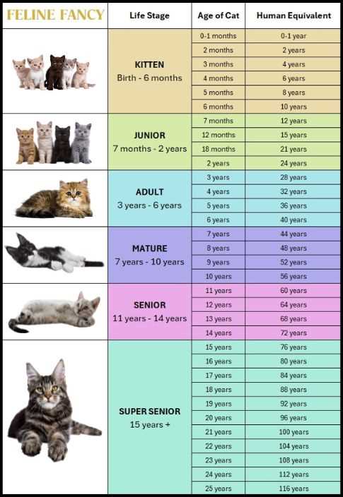 Life Stages Breakdown