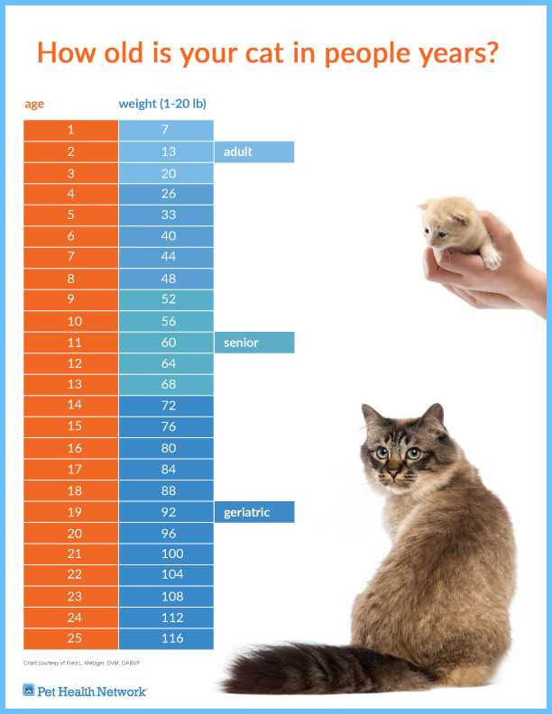 How to Care for Senior Cats