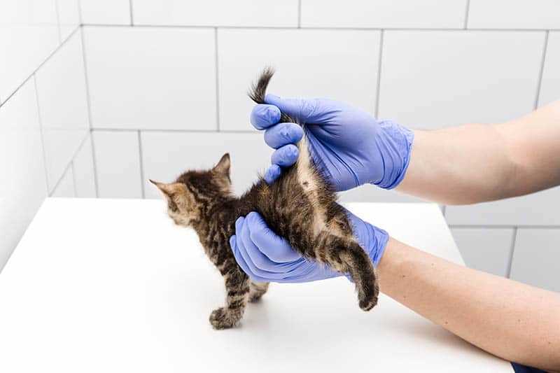 Tips for Maintaining Your Cat's Hygiene