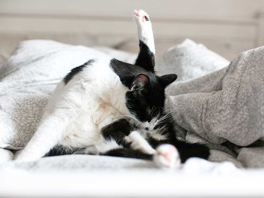 Understanding Feline Grooming Habits