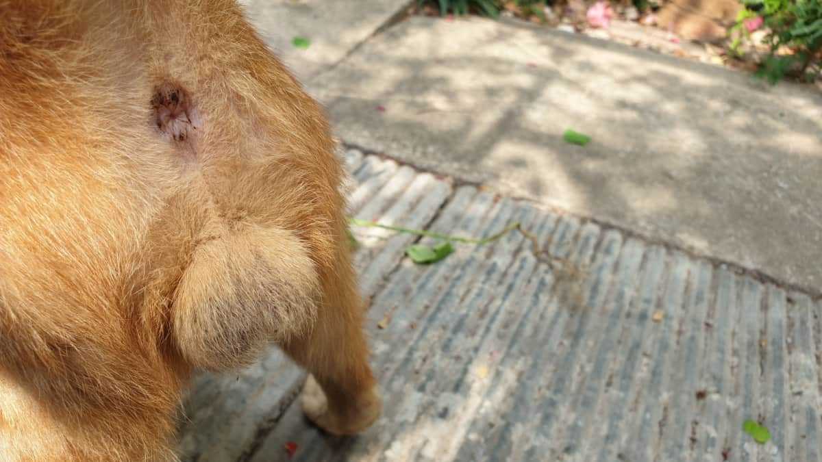 Understanding Feline Grooming Behavior