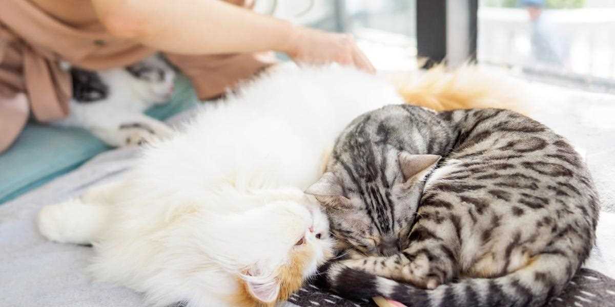 Monitoring Litter Box Habits