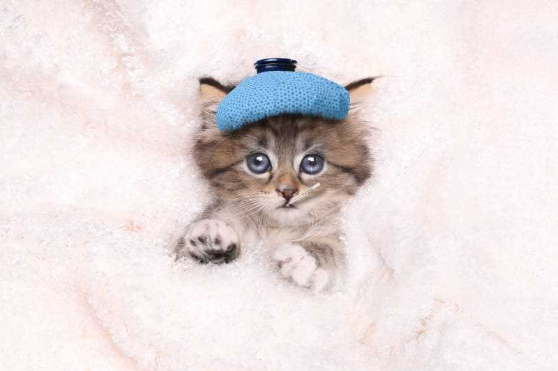 When to Consult a Veterinarian for Your Cat