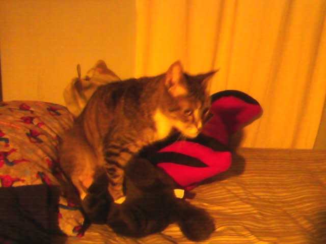 Understanding Humping Behavior in Felines