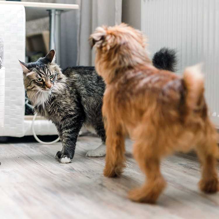 Common Reasons Why Cats Hump