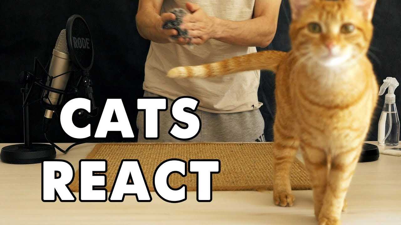 Do Cats Enjoy ASMR?