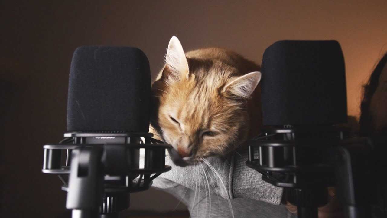 Observing Your Feline's Reactions to ASMR