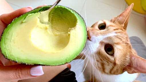Alternative Healthy Snacks for Cats