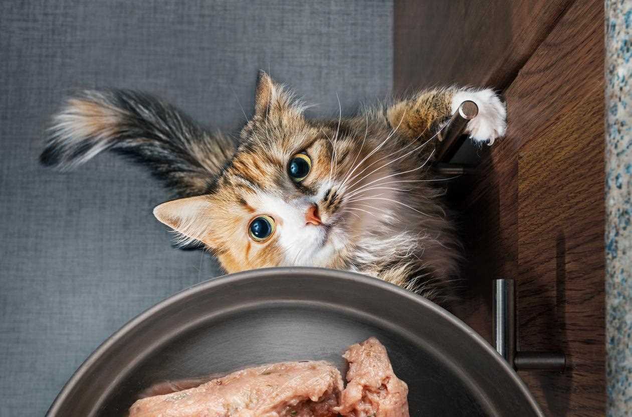 Potential Digestive Issues