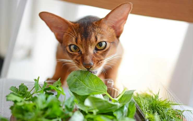 Do Cats Like Basil?