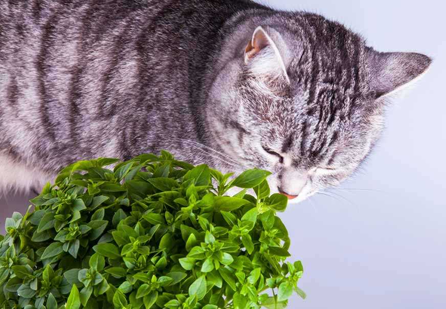 Cat Thyme