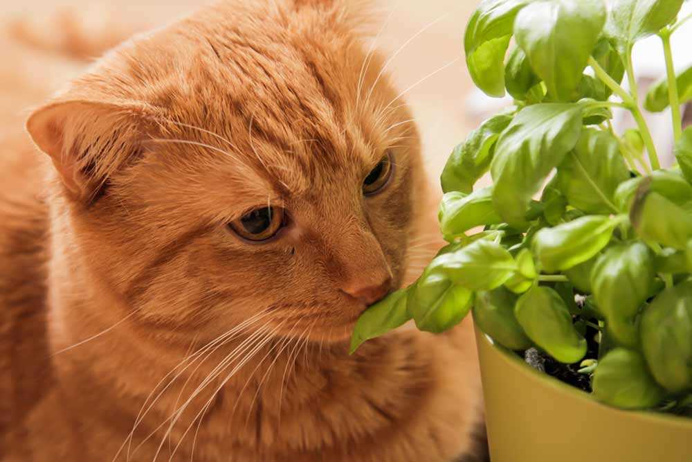 Understanding Sensory Reactions to Herbs