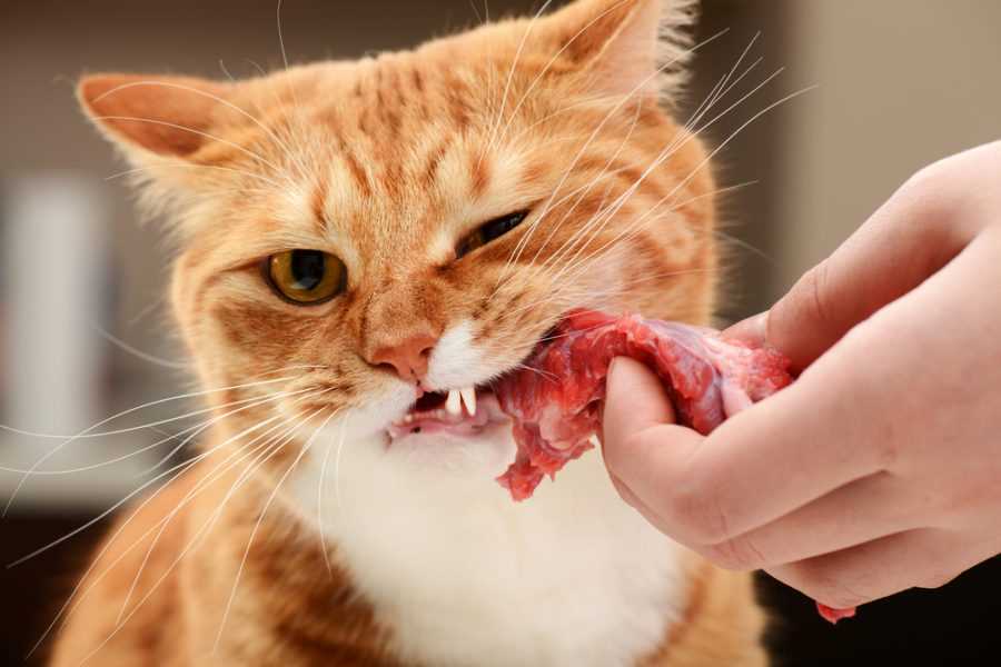 Alternatives to Beef for Feline Nutrition