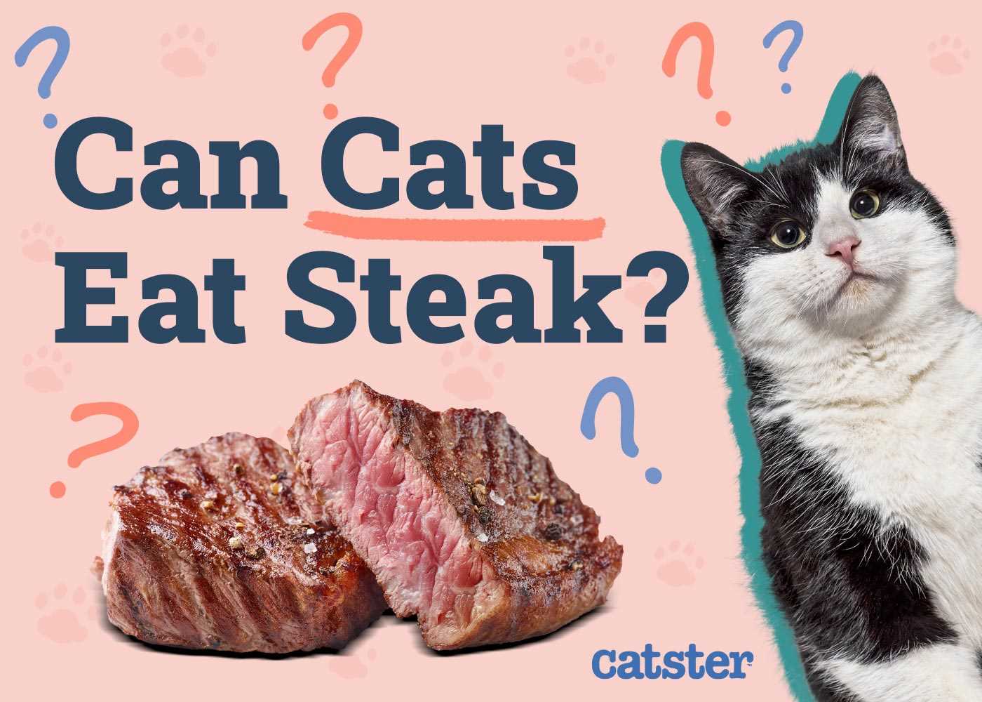 Do Cats Enjoy Beef?