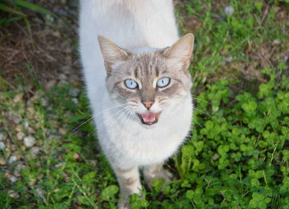 Why Some Felines Dislike Being Chased