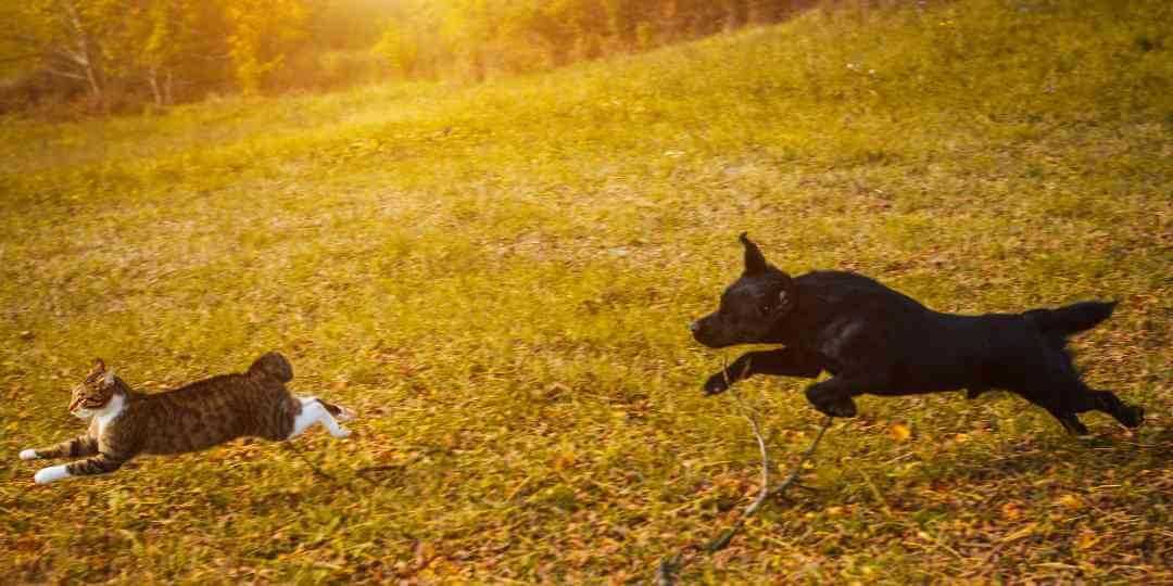 Signs That Your Feline Enjoys the Thrill of the Pursuit