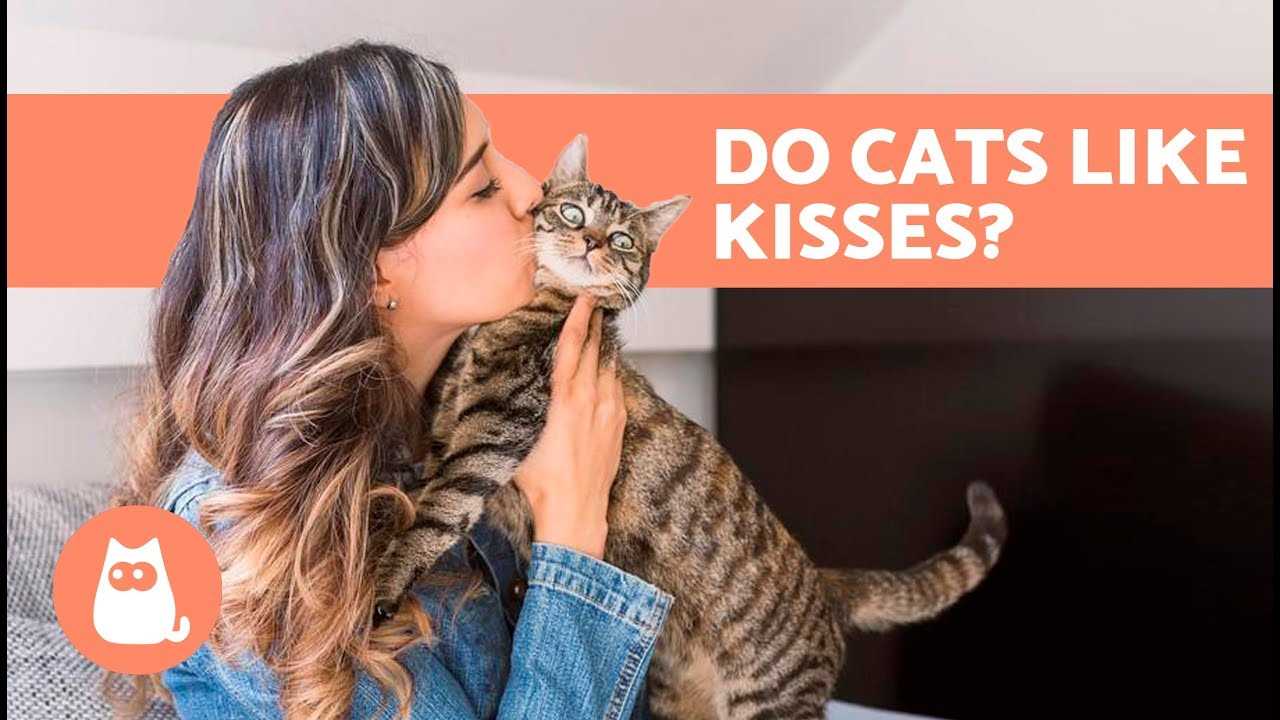 How to Safely Approach a Cat for Kissing