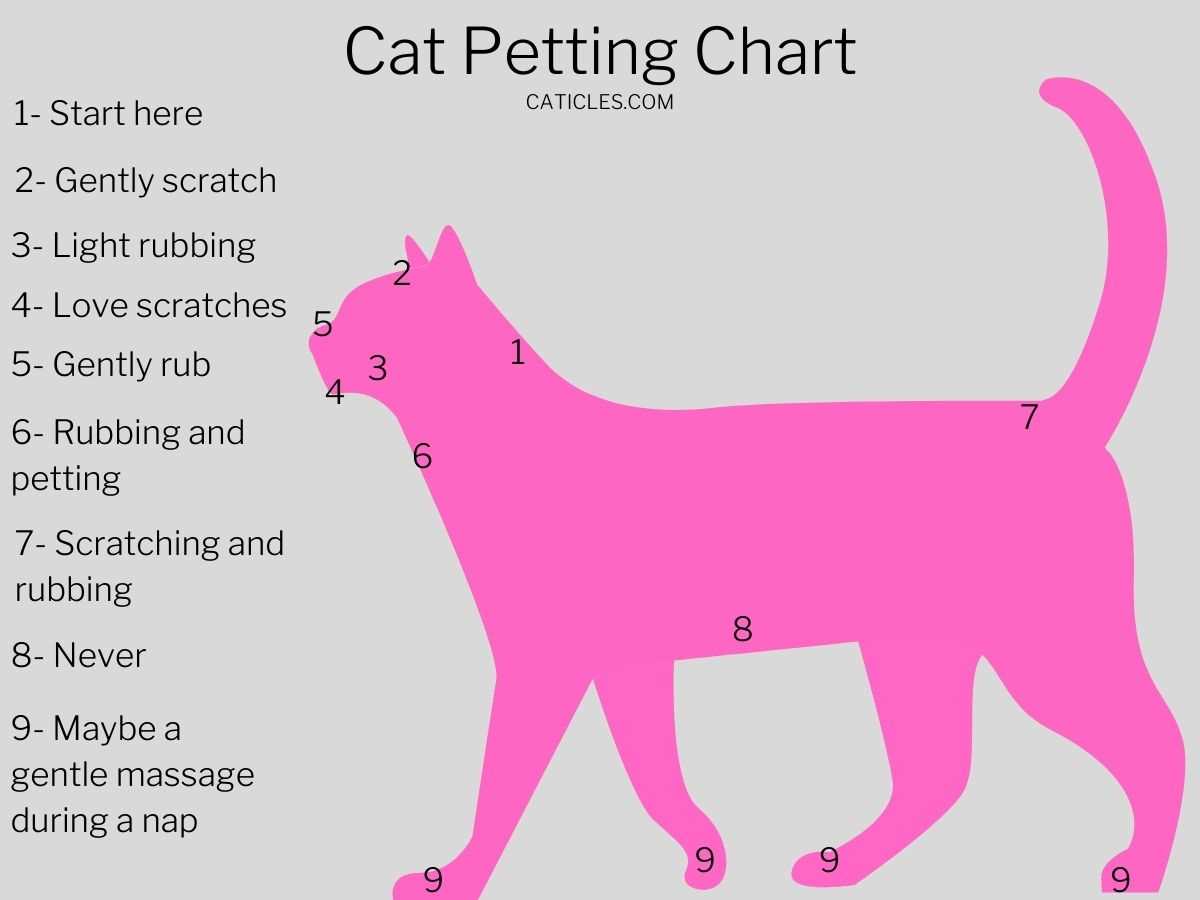 Alternatives to Head Petting for Affection