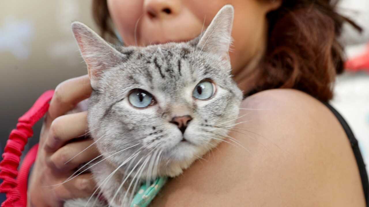 Do Cats Enjoy Being Spoken To