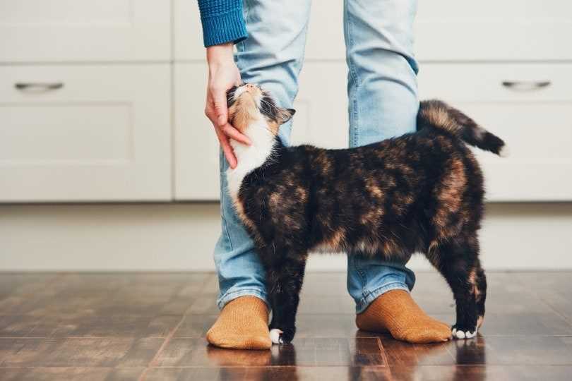 Signs That Your Feline Enjoys Conversation