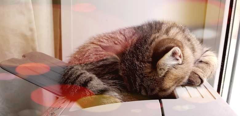 Feeding Habits and Warmth