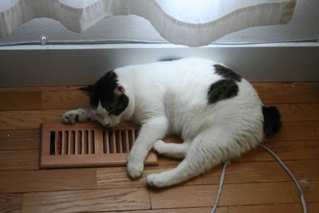 Impact of Temperature on Cat Behavior