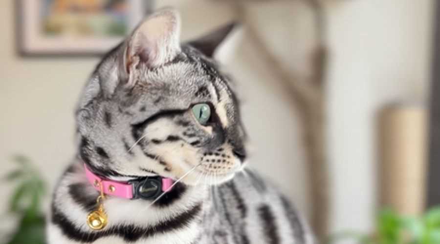 Choosing the Right Bell Collar for Your Cat