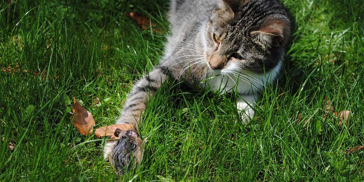 Understanding Feline Hunting Behavior