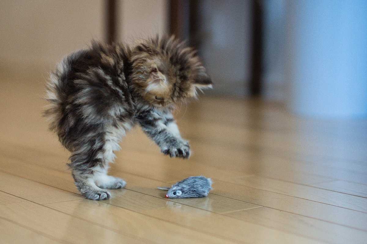 The Role of Play in a Cat's Survival Skills