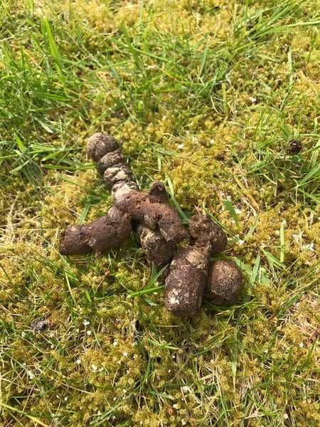Solutions for Dealing with Cat Waste on Your Lawn