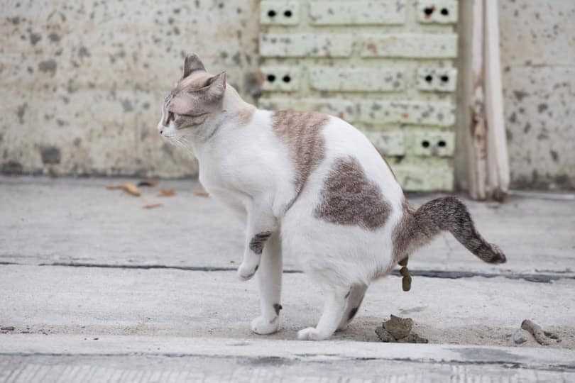 Common Reasons for Inappropriate Elimination in Cats