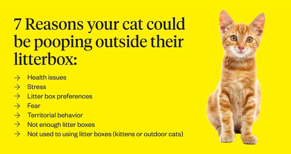 How Territorial Marking Differs Between Indoor and Outdoor Felines