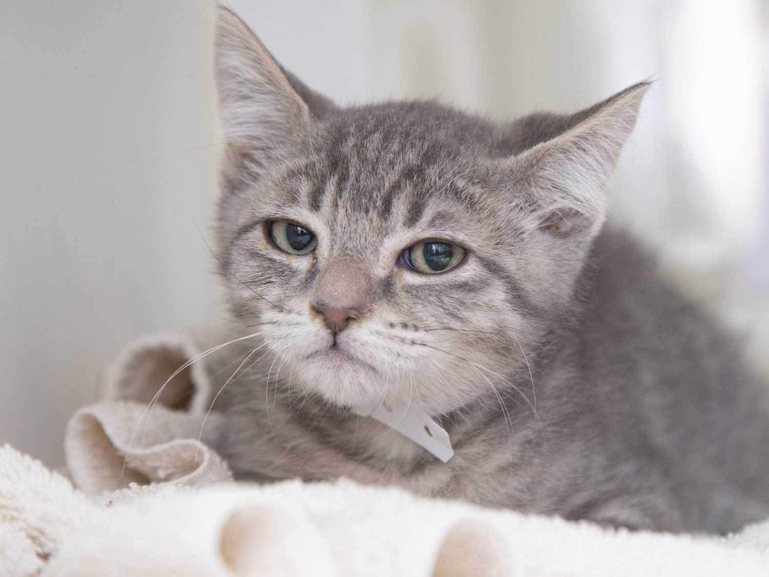 How to Respond to a Pouting Cat's Behavior