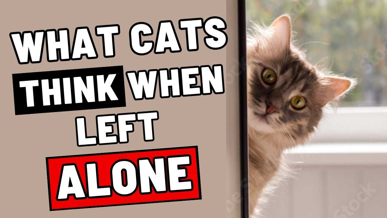 Do Cats Prefer Being Alone