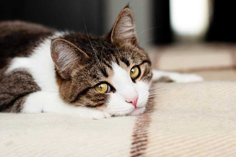 Creating a Comfortable Space for Your Feline's Alone Time