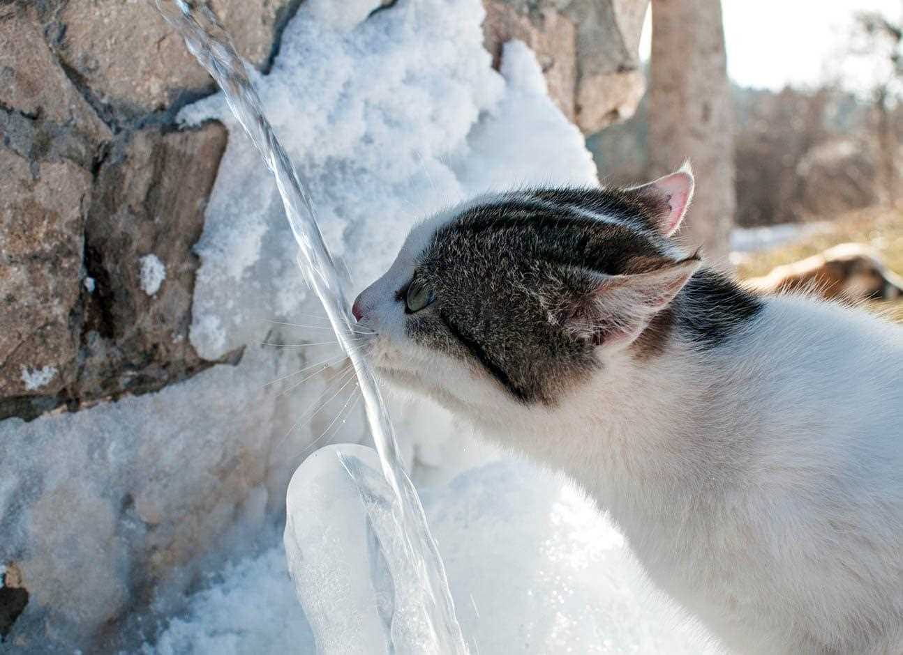 Understanding Feline Water Preferences