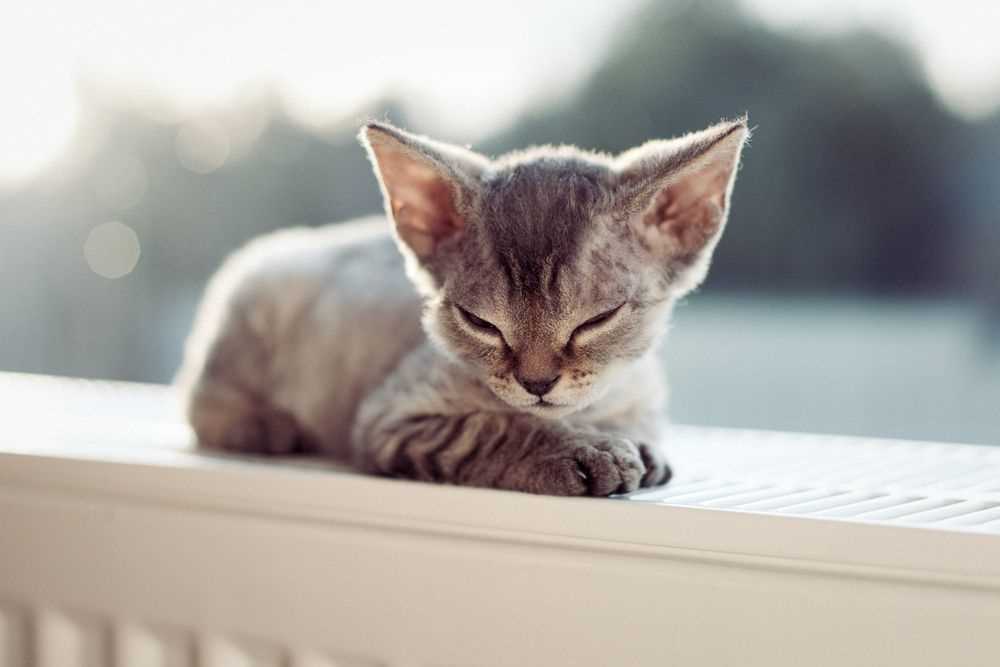 Understanding Feline Comfort Zones